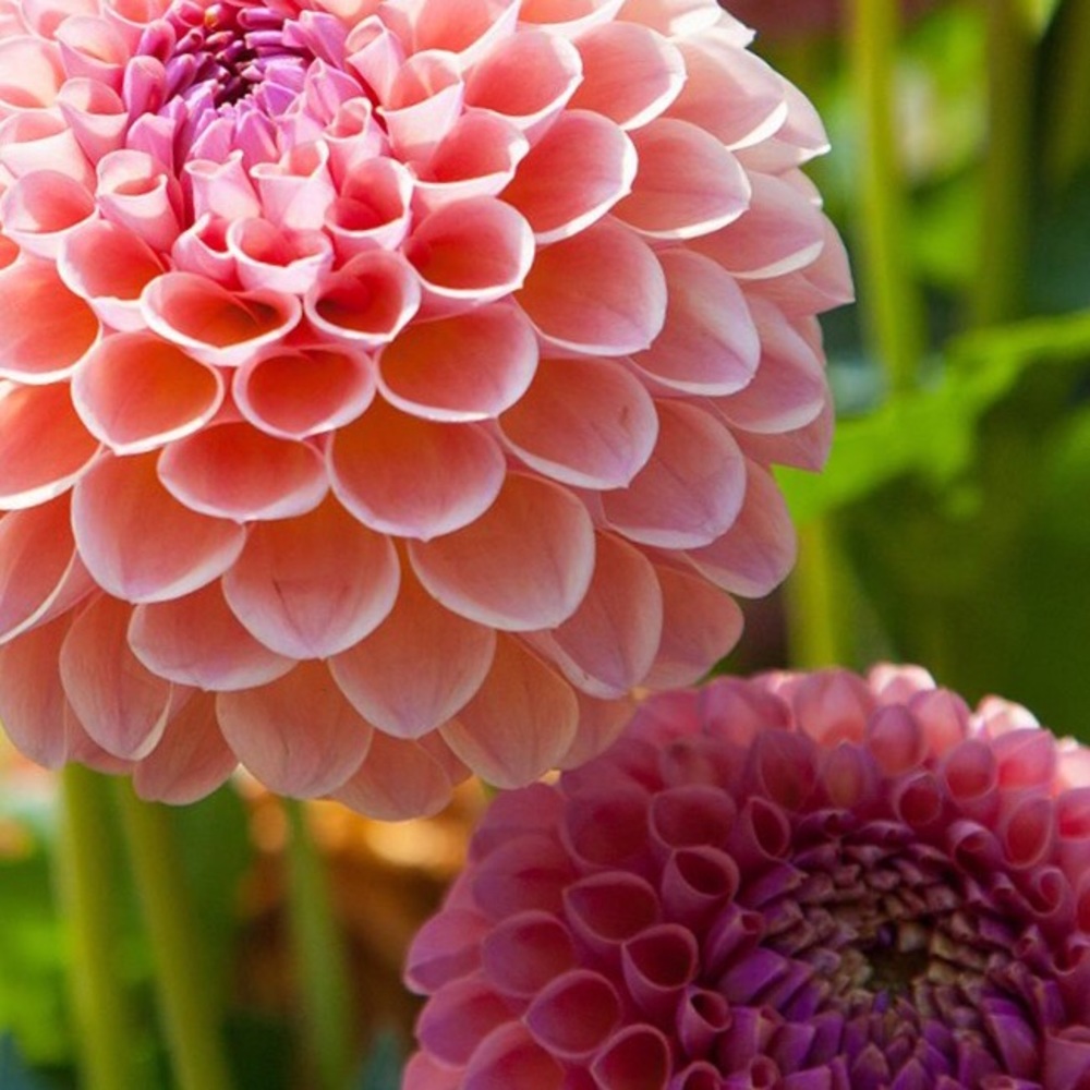 Meet your Posher, Priya